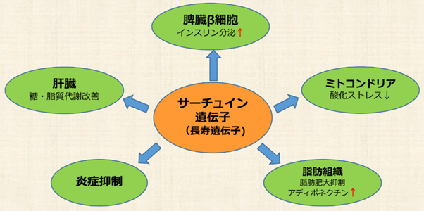 活性化のグラフ