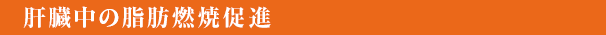 肝臓中の脂肪燃焼促進