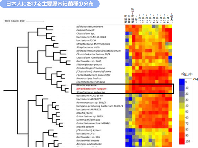 日本人における主要腸内細菌種の分布