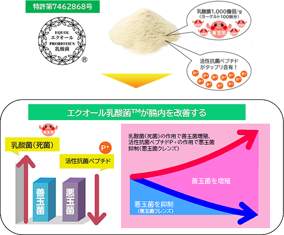 エクオール乳酸菌の腸内環境改善フロー