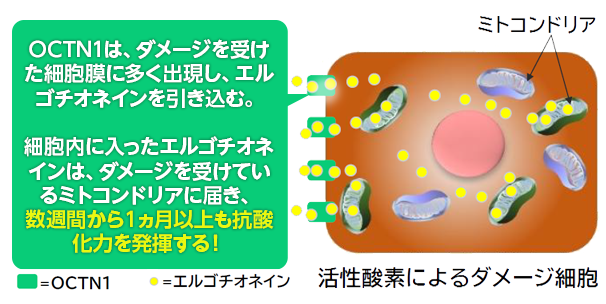 OCTN1を介してエルゴチオネインが細胞内へ取り込まれるイメージ（活性酸素によるダメージ細胞）