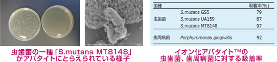 イオン化アパタイトの虫歯菌・歯周病菌に対する吸着率