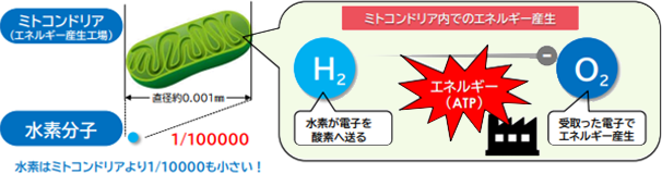 ミトコンドリア内でのエネルギー発生