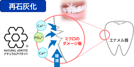 再石灰化の仕組み