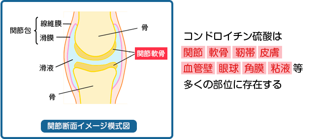 関節断面イメージ模式図