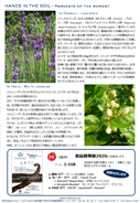 8月裏面