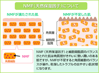 NMF(天然保湿因子)について