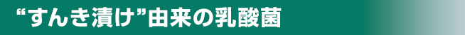 “すんき漬け”由来の乳酸菌