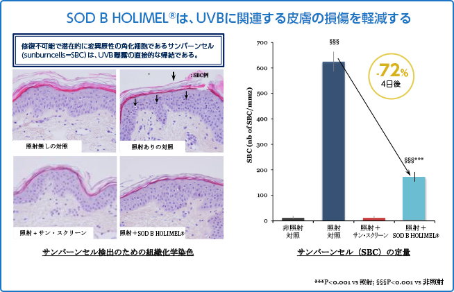 SOD B HOLIMEL®（ホリメル）は、UVBに関連する皮膚の損傷を軽減する
