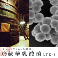 アダプトゲン製薬株式会社 蔵華（くらはな）乳酸菌　LTK-1