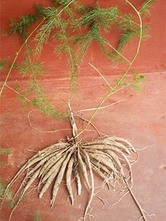 シャタバリ（Asparagus racemosa extract FJ）　株式会社サビンサ ジャパン コーポレーション