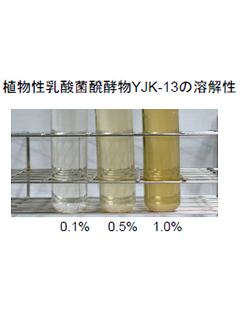 植物性乳酸菌醗酵物YJK-13