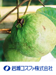 グァバ葉エキス末-S（グァバ葉エキス末）