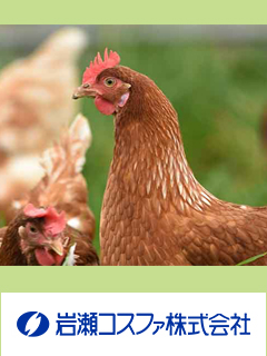 鶏胸軟骨エキス末（鶏ヤゲンナンコツ抽出乾燥末）