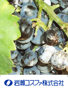 BHNレスベラトロール-ε