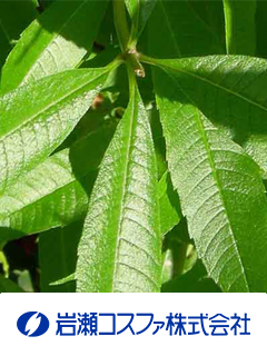 BHNレモンバーベナ　岩瀬コスファ株式会社