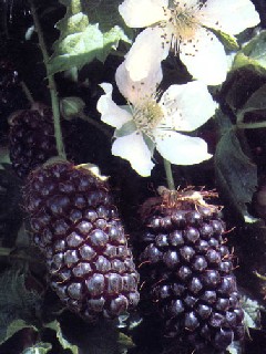 ニュージーランド産ボイセンベリー原料（New Zealand Boysenberry)