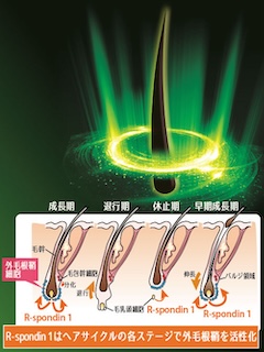 バージョンアップ［育毛・白髪ケア原料］