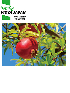 ザクロエキス粉末  ［Pomegranate］　ヴィディヤジャパン株式会社（Vidya Japan K.K.）