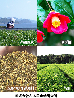長崎県産「五島つばき茶」（つばき葉 × 緑茶葉）