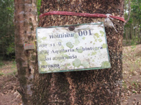 品質管理された沈香木（8年以上もの期間を掛けて無農薬栽培）