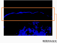 蛍光ラベル化したヒアロオリゴ®の特異的な蛍光が角質層内で検出