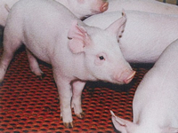 厳格な飼育管理によって育てられた「健康・清潔な豚」