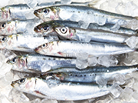 魚食が不十分な場合はサプリメントで補給をオススメします。