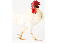 国産の鶏ムネ肉を原料として、たんぱく質含有量を90％以上に規格
