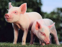 原料のプラセンタは、九州地方で産み落とされた豚の胎盤です。