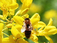 ミツバチの自然の生態や摂理を重んじた「山口喜久二式自然養蜂」