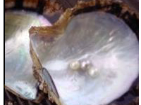 真珠層（加水分解コンキオリン）/エラスチンの生産促進有り