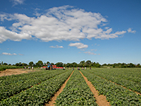 メロングリソディンで使われるメロンは南フランスの契約農家で栽培。