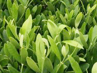 国内一のオリーブ生産量を誇る小豆島で育ったオリーブ葉