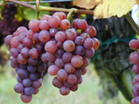 チリ、セントラルバレーで有機農法によって栽培された良質なブドウ