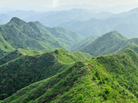 美しい自然が育てた“平昌産サンヤンサム（山養参）”