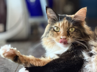 ペット犬猫用おやつ、サプリOEM可能!