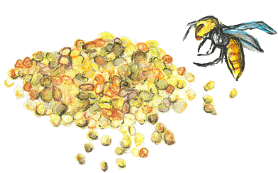 ビーポーレン　Bee pollen　の原料、素材