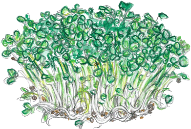 ブロッコリースプラウトBroccoli Sprout　の原料、素材