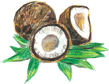 ココナッツ　Coconut　の原料、素材