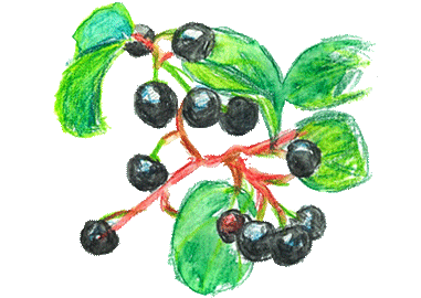マキベリー　Maqui Berry　の原料、素材